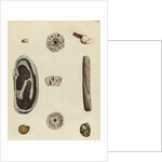 Shell specimens by Emanuel Mendes da Costa