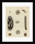 Shell specimens by Emanuel Mendes da Costa