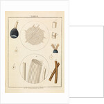 Calf optic nerve by Adam Wolfgang Winterschmidt