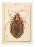 Bedbug by Adam Wolfgang Winterschmidt