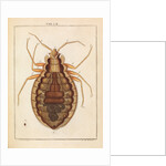 Bedbug by Adam Wolfgang Winterschmidt