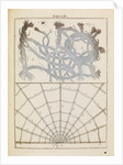 Brabant lace and spider silk by Adam Wolfgang Winterschmidt