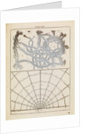 Brabant lace and spider silk by Adam Wolfgang Winterschmidt