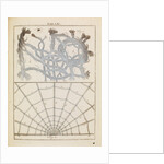 Brabant lace and spider silk by Adam Wolfgang Winterschmidt
