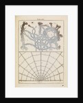 Brabant lace and spider silk by Adam Wolfgang Winterschmidt
