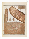Human skin by Adam Wolfgang Winterschmidt