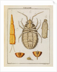 Bedbug by Adam Wolfgang Winterschmidt
