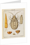 Bedbug by Adam Wolfgang Winterschmidt