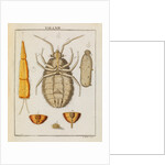 Bedbug by Adam Wolfgang Winterschmidt