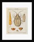 Bedbug by Adam Wolfgang Winterschmidt