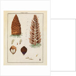 Red fir tree cone and moth by Adam Wolfgang Winterschmidt