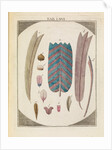 Moth wing scales by Adam Wolfgang Winterschmidt