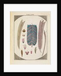 Moth wing scales by Adam Wolfgang Winterschmidt