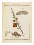 Insect and larch sprig by Adam Wolfgang Winterschmidt