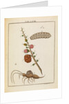Insect and larch sprig by Adam Wolfgang Winterschmidt