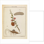 Insect and larch sprig by Adam Wolfgang Winterschmidt