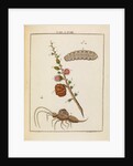 Insect and larch sprig by Adam Wolfgang Winterschmidt
