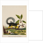 ‘The long tailed squirrel’ by Peter Mazell