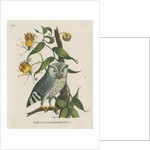 ‘The little horn’d owl’ by Peter Mazell