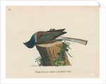 ‘The faceated couroucou’ by Peter Mazell