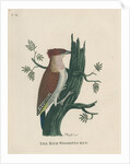 ‘The red woodpecker’ by Peter Mazell