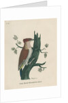 ‘The red woodpecker’ by Peter Mazell