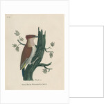 ‘The red woodpecker’ by Peter Mazell