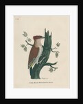 ‘The red woodpecker’ by Peter Mazell