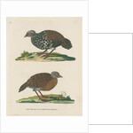 ‘Double spurr’d partridge’ by Peter Mazell