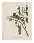 ‘Flammeous flycatcher’ by Peter Mazell