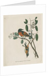‘Flammeous flycatcher’ by Peter Mazell