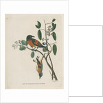 ‘Flammeous flycatcher’ by Peter Mazell