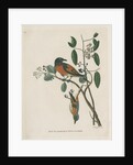 ‘Flammeous flycatcher’ by Peter Mazell