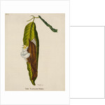 ‘The Taylor bird’ by Peter Mazell