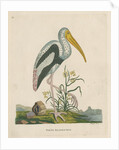 'White headed ibis' by Peter Mazell