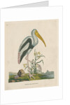 'White headed ibis' by Peter Mazell