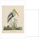 'White headed ibis' by Peter Mazell