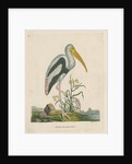 'White headed ibis' by Peter Mazell