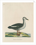 'Spotted bill duck' by Peter Mazell