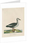 'Spotted bill duck' by Peter Mazell