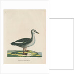 'Spotted bill duck' by Peter Mazell