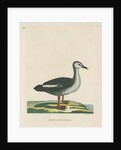 'Spotted bill duck' by Peter Mazell