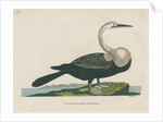 'Black bellied anhinga' by Peter Mazell