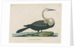 'Black bellied anhinga' by Peter Mazell