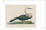 'Black bellied anhinga' by Peter Mazell