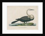 'Black bellied anhinga' by Peter Mazell