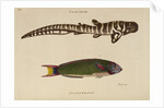 ‘Tiger Shark’ and ‘Zeylon Wrasse’ by Peter Mazell