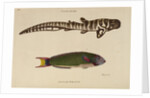 ‘Tiger Shark’ and ‘Zeylon Wrasse’ by Peter Mazell