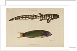 ‘Tiger Shark’ and ‘Zeylon Wrasse’ by Peter Mazell