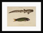 ‘Tiger Shark’ and ‘Zeylon Wrasse’ by Peter Mazell